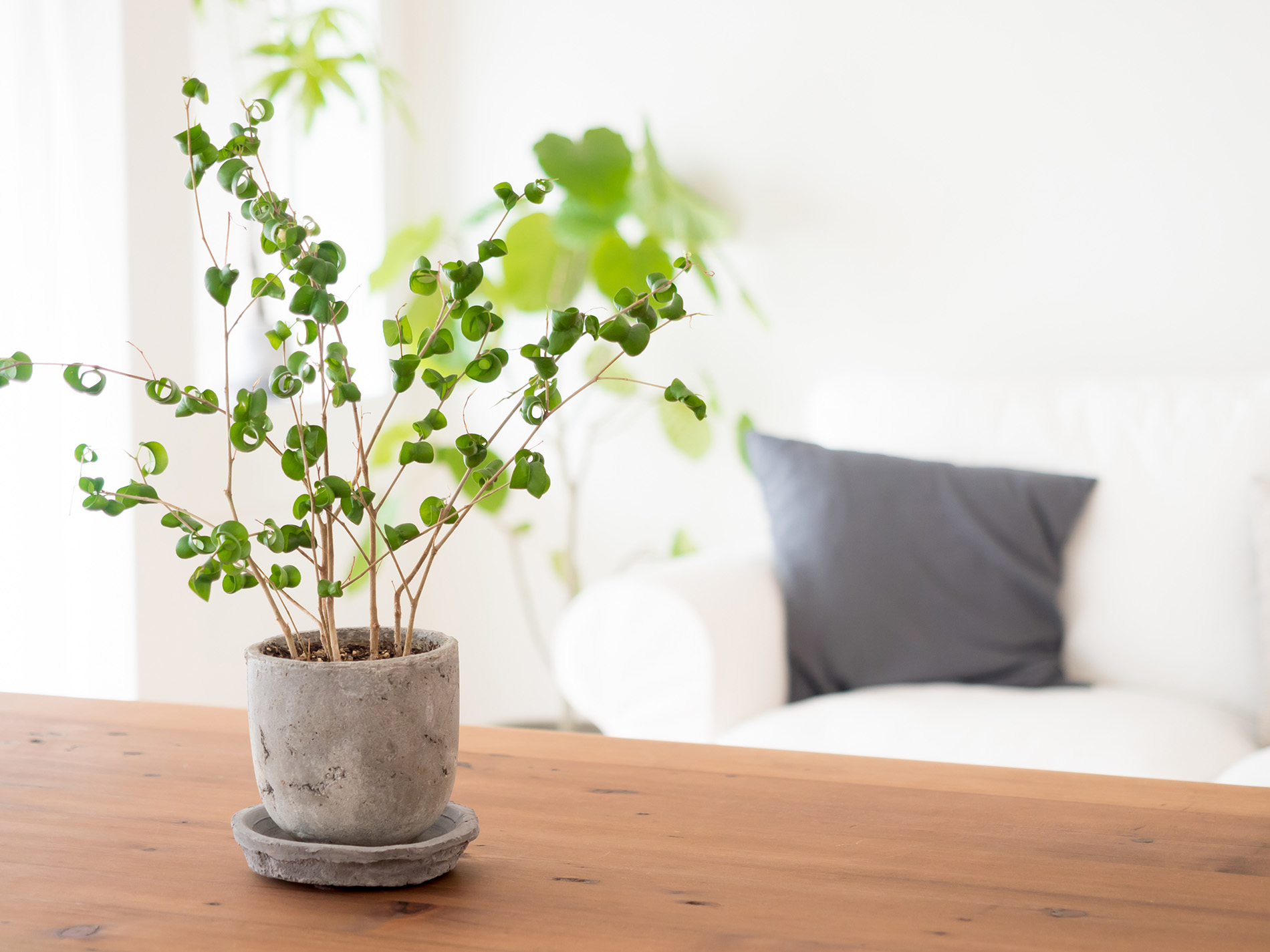 interior of modern living room